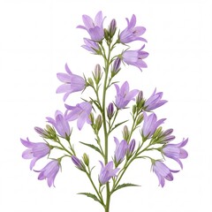 Obraz premium Beautiful Purple Bellflower (Campanula) Branch Isolated on Pure White Background, Featuring Delicate Violet Petals and Green Buds, Ideal for Botanical Design, Floral Arrangements, and Nature Decor