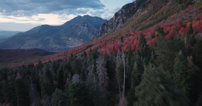 Forest Of Beautiful Autumn Red Trees In Majestic Utah Rocky Mountains - Drone Shot