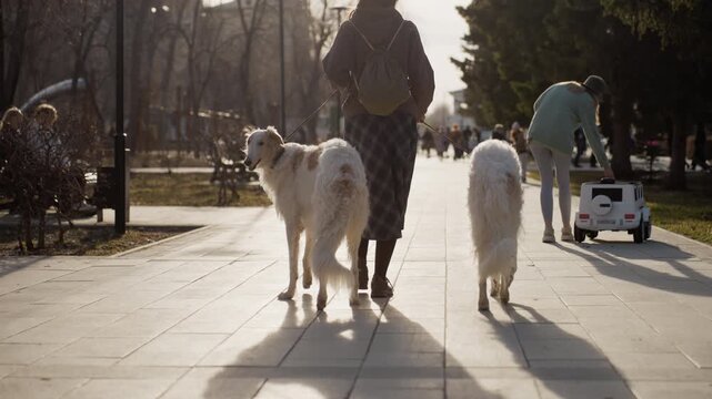 Woman walking two white dogs on leash in park with other people and children visible. Sunlight casts long shadows along paved path creating soft lighting effect. Park setting includes trees