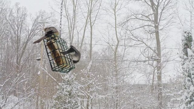 Female Northern Cardinal and Dark-eyed Junco sharing a hanging suet feeder during a snowy winter day. Natural backyard wildlife footage captures the two North American songbirds feeding 