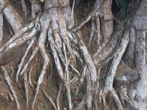 Exposed tree roots on soil surface texture background close up