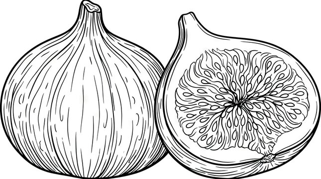 Botanical line art illustration of whole and halved figs.