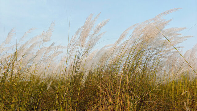 Kash phool grass swaying in the wind against a clear blue sky with