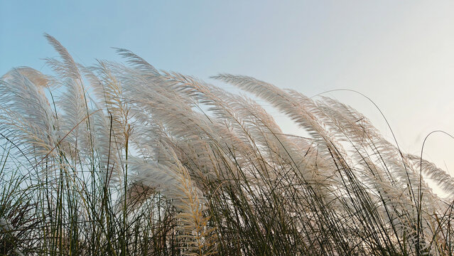 Kash phool white grass flowers swaying in the wind against a clear