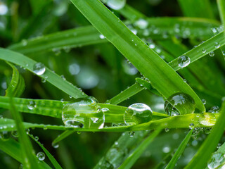 Crystal-clear dew drops glistening on vibrant green grass blades. Ideal for eco-friendly backgrounds, wellness themes, and nature stock photography. © Julio