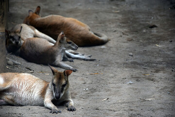 Several Wallabies Resting on Sandy Ground © Indra