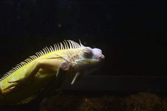 Albino Iguana with Pale Skin and Reduced Dark Pigmentation