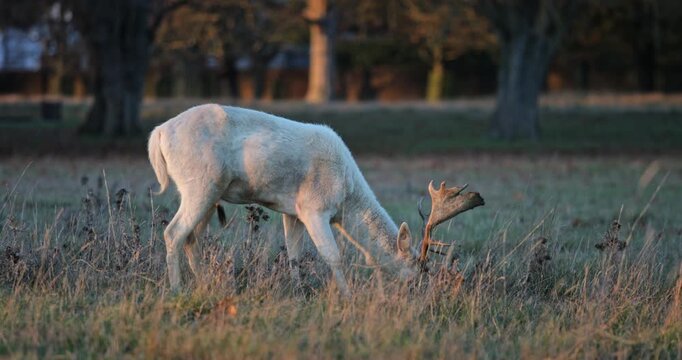 White fallow deer buck with large antlers standing in dry grassy meadow, head down eating vegetation in soft golden light of late afternoon or sunrise