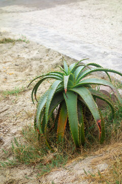 Krantz aloe plant grows in dry sandy soil near a concrete path with spiky green leaves arching outward, San Diego, CA