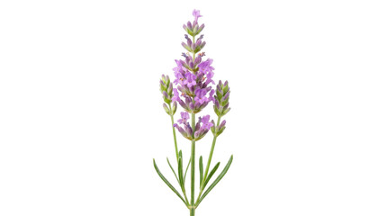 Obraz premium Single lavender flower stem with soft purple blossoms, fresh green buds, slender botanical structure, and delicate natural texture, elegant aromatic herb specimen. Photorealistic, side 3/4 view,