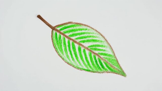 Handmade colored pencil drawing of a fresh green leaf on a clean white background
