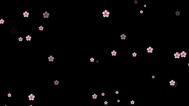 Cherry blossom floral overlay animation isolated on alpha channel. Cinematic sakura cherry blossom petals falling - Spring animation. autumn leaves falling animation with orange leaves 4K.