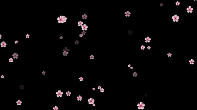 Cherry blossom floral overlay animation isolated on alpha channel. Cinematic sakura cherry blossom petals falling - Spring animation. autumn leaves falling animation with orange leaves 4K.