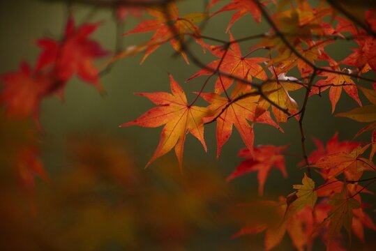紅葉