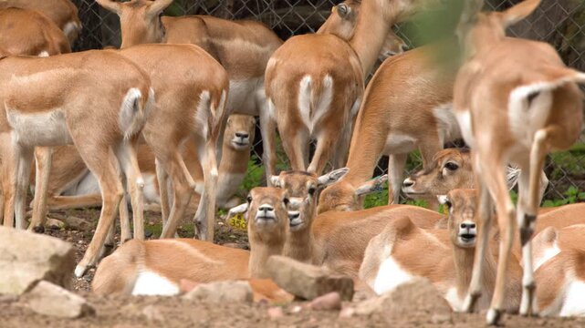 Herd of Female Blackbuck Antelopes Resting in Safari Park Enclosure
