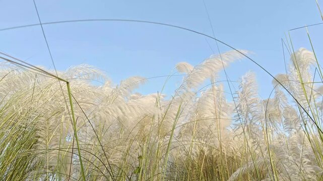Durga Puja kash flowers swaying in the wind against a clear blue sky