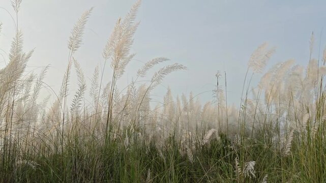 White kash flowers swaying in the wind during autumn season with soft