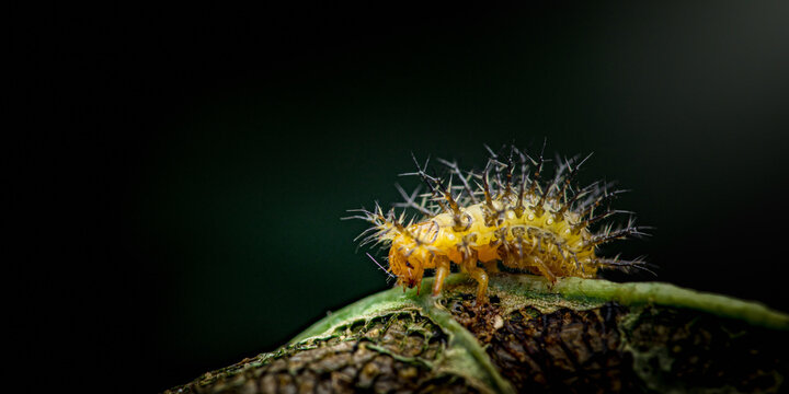 Yellow spiky larva crawling on green leaf