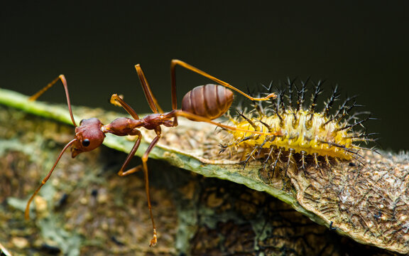 Red ant interacting with spiky yellow caterpillar on branch