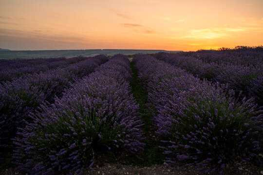 Breathtaking sunset casting warm orange glow over endless rows of blooming purple lavender flowers in expansive rural landscape