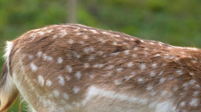 Close Up of Spotted Fallow Deer Fur While Grazing