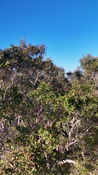 Native Banksia Bushland Foliage Against Clear Blue Sky