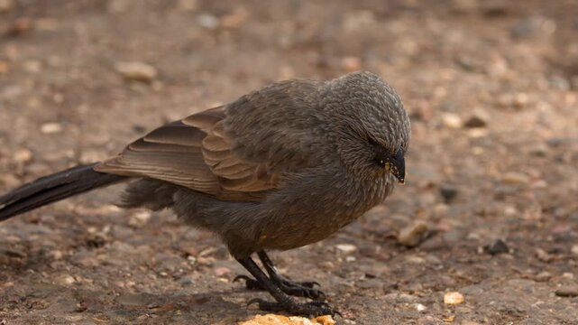 Apostlebird Scavenging Food Crumbs off the Ground