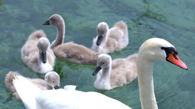Mute Swan Swimming with Fluffy Cygnets on Clear Lake Water