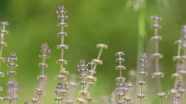 Wild Purple Sage Flowers Swaying in a Sunny Meadow