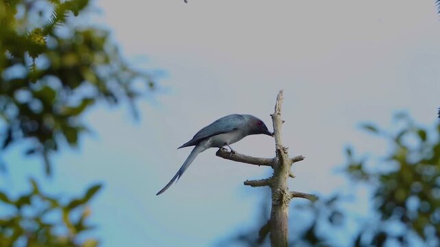 Close up of an ashy drongo bird perching on a dry dead tree branch against clear blue sky in wild nature