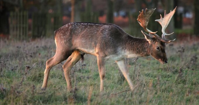 Fallow deer buck with broad antlers grazing in a vast green meadow at Park, peacefully feeding on grass in a serene, natural woodland habitat during daytime