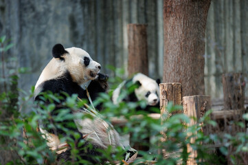 Two gant pandas in the zoo,China © lzf