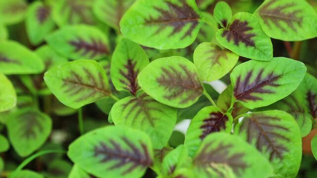 Close Up of Fresh Red Amaranth Leaves with Vibrant Green and Purple Vein Patterns