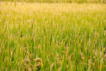 Obraz premium green rice field
