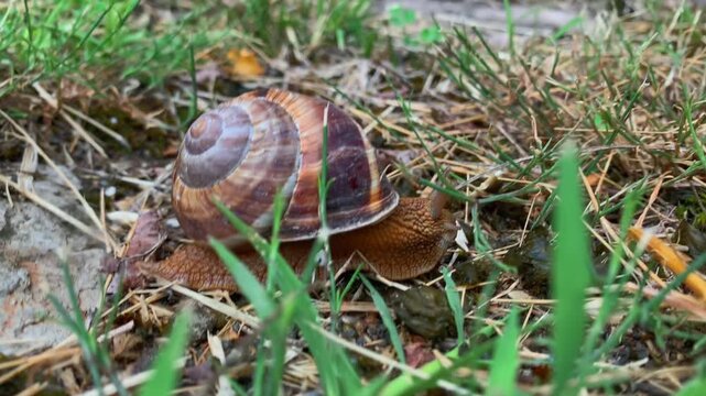Garden snail crawling through grass, close-up view at ground level showing striped shell and extended body in natural habitat, suitable for wildlife, garden ecology, biodiversity and nature education