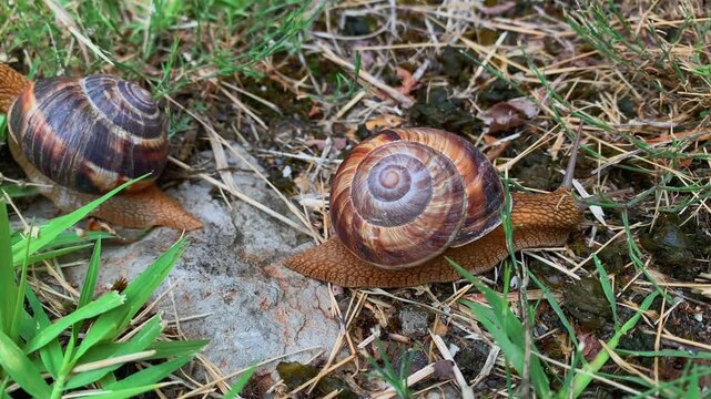 Two Caucasian land snails crawling in close-up across grass and soil in Batumi, Georgia, showing mollusk movement and shell detail for wildlife, biodiversity, nature education and zoology footage