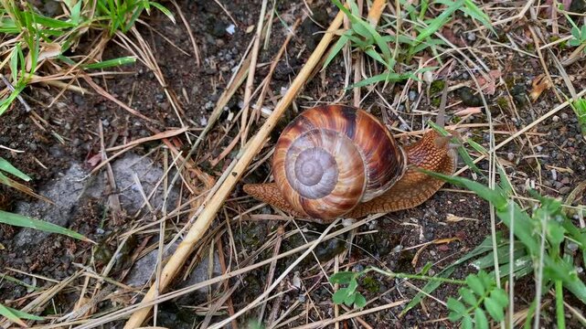 Land snail crawling in close-up through grass and soil in Batumi, Georgia, for food sourcing, escargot farming, culinary ingredient, gastronomy, traditional cuisine and snail production footage