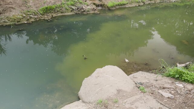Polluted shallow river with sediment and wastewater discharge, symbolizing human impact, environmental destruction, ecosystem degradation, water contamination.