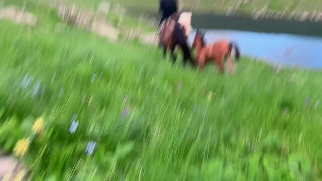 Horse rider crossing mountain meadow, rear view beside a lake with a foal following the adult horse, suitable for equestrian travel, rural tourism, livestock care and highland transportation use