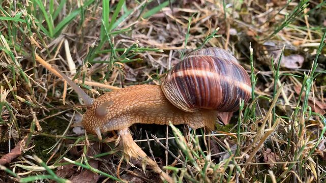 Brown garden snail crawling, side view through dry grass and low vegetation, showing elongated body and striped shell, suitable for pest control, gardening, soil ecology and invertebrate behavior use