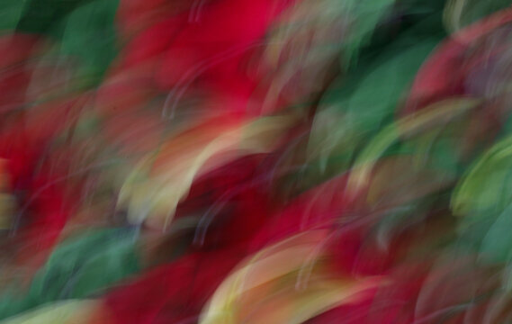 Red, green, and yellow abstract background created by intentionally moving the camera while using a slower shutter speed.