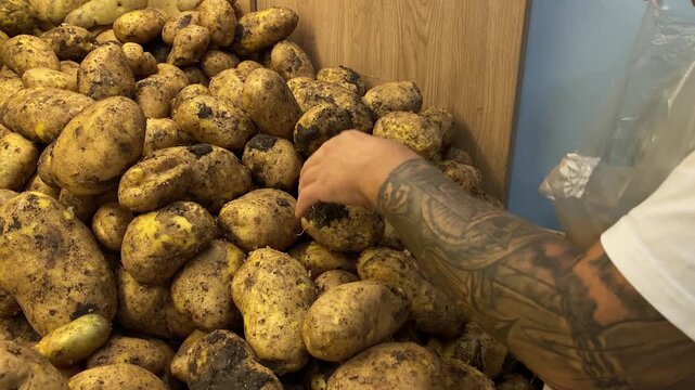 Man selects unwashed potatoes from a wooden bin in close-up, holding a plastic bag beside the produce display. Everyday grocery shopping for staple vegetables used in home cooking and meal preparation