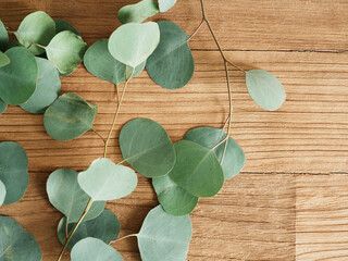 Fresh eucalyptus branches arranged on wooden table © hyeda