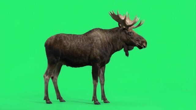 Moose on green screen background.