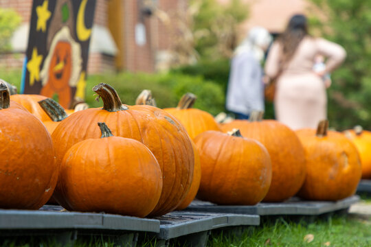 Assortment of bright orange pumpkins