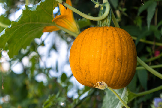 Pumpkin on vine