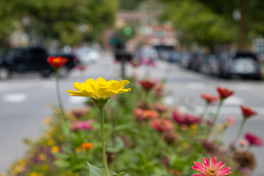 Flower growing in downtown garden