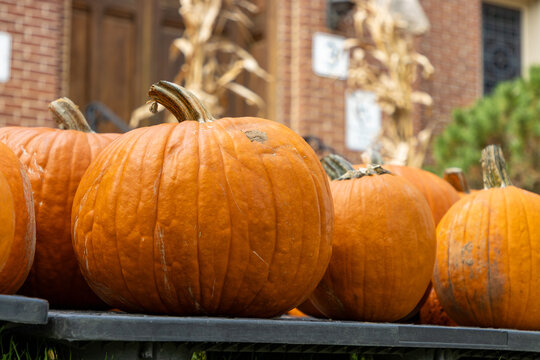Pumpkins for sale