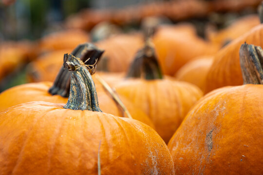 Pumpkins for sale