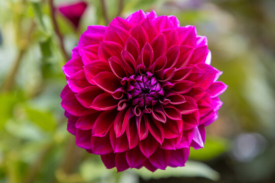 Pink dahlia close up